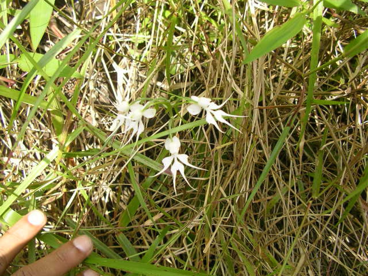 Habenaria